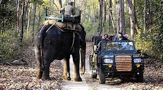Kanha Safari Tour